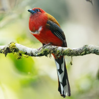 Red-headed Trogon